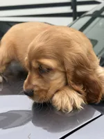 Bruno , a male English Cocker Spaniel for sale in Westfield, MA – 6 of 6