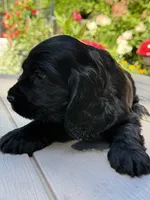 Coco , a female English Cocker Spaniel for sale in Westfield, MA – 2 of 7