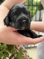 Coco , a female English Cocker Spaniel for sale in Westfield, MA – 5 of 5