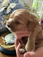 Biscuit , a male English Cocker Spaniel for sale in Westfield, MA – 4 of 7