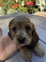 Bruno , a male English Cocker Spaniel for sale in Westfield, MA – 7 of 10