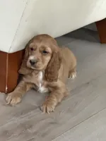 processed/3afa0e14-4725-4e18-978c-8f353a35d87d/listing/105004d6-366c-490c-8d7f-21337e9aa63f/3c68d449-c7c8-4c6c-b954-fc1797a588d5