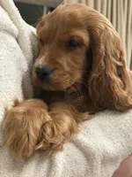 processed/3afa0e14-4725-4e18-978c-8f353a35d87d/listing/105004d6-366c-490c-8d7f-21337e9aa63f/3e91ad8a-2200-4fa0-ba98-bacb22ab0090