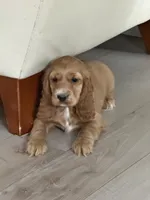 processed/3afa0e14-4725-4e18-978c-8f353a35d87d/listing/105004d6-366c-490c-8d7f-21337e9aa63f/bf0ac1dc-af8e-4b83-a324-5b7646bf308d