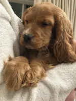 processed/3afa0e14-4725-4e18-978c-8f353a35d87d/listing/105004d6-366c-490c-8d7f-21337e9aa63f/d1648b3e-8b0d-46ab-98c4-25fdc626ecb6