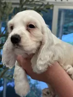 Daisy , a female English Cocker Spaniel for sale in Westfield, MA – 6 of 8
