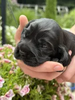 Coco , a female English Cocker Spaniel for sale in Westfield, MA – 3 of 5