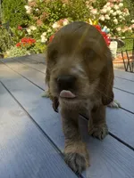 Bruno , a male English Cocker Spaniel for sale in Westfield, MA – 8 of 10