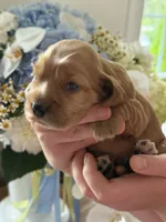 Biscuit , a male English Cocker Spaniel for sale in Westfield, MA – 3 of 7