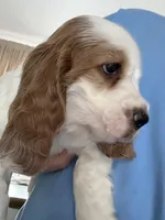 Teddy, a male English Cocker Spaniel for sale in Westfield, MA – Photo 2 of 8