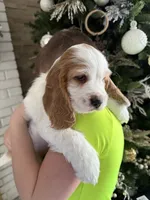 Teddy, a male English Cocker Spaniel for sale in Westfield, MA – Photo 1 of 8