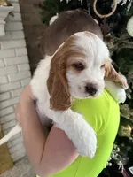 Teddy, a male English Cocker Spaniel for sale in Westfield, MA – Photo 7 of 8