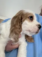 Teddy, a male English Cocker Spaniel for sale in Westfield, MA – Photo 3 of 8