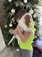 Teddy, a male English Cocker Spaniel for sale in Westfield, MA – Photo 6 of 8