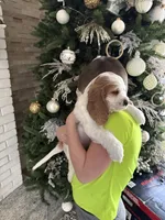 Teddy, a male English Cocker Spaniel for sale in Westfield, MA – Photo 8 of 8