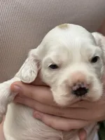 Daisy , a female English Cocker Spaniel for sale in Westfield, MA – 3 of 8
