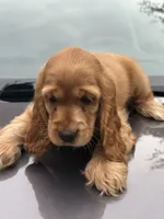 Bruno , a male English Cocker Spaniel for sale in Westfield, MA – 2 of 6
