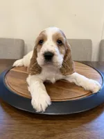 Theo , a male English Cocker Spaniel for sale in Westfield, MA – 3 of 10
