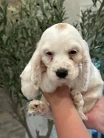 Daisy , a female English Cocker Spaniel for sale in Westfield, MA – 5 of 8