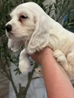 Daisy , a female English Cocker Spaniel for sale in Westfield, MA – 8 of 8