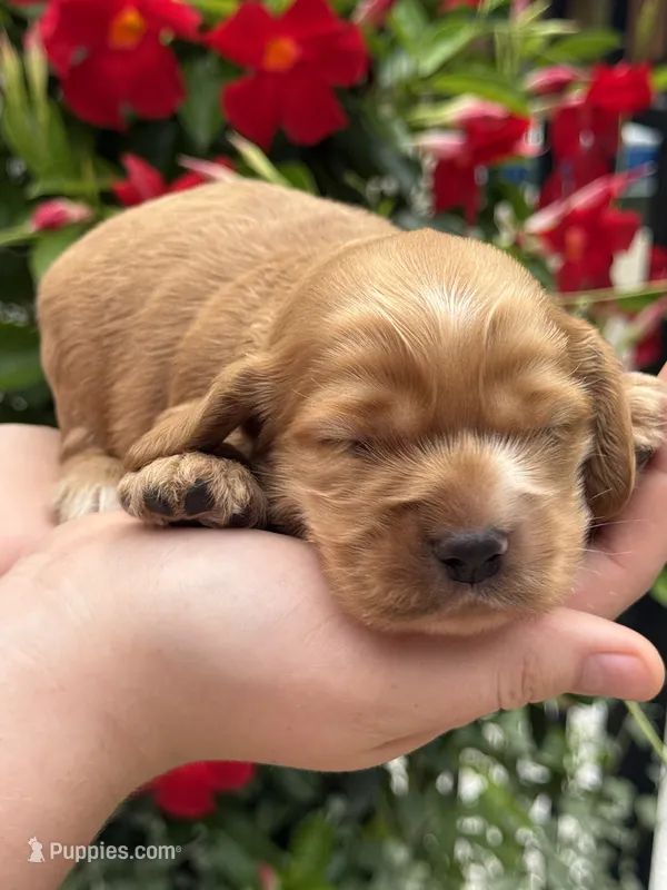 Lily  – English Cocker Spaniel puppy for sale in Westfield, MA