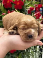 Lily , a female English Cocker Spaniel for sale in Westfield, MA – 1 of 5