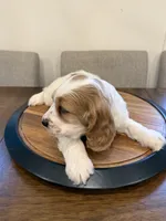 Theo , a male English Cocker Spaniel for sale in Westfield, MA – 7 of 10