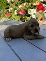 Bruno , a male English Cocker Spaniel for sale in Westfield, MA – 6 of 10