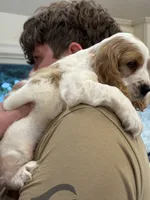 Theo , a male English Cocker Spaniel for sale in Westfield, MA – 2 of 10