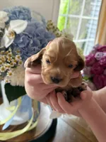 Biscuit , a male English Cocker Spaniel for sale in Westfield, MA – 6 of 7