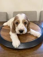 Theo , a male English Cocker Spaniel for sale in Westfield, MA – 5 of 10
