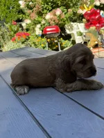 Bruno , a male English Cocker Spaniel for sale in Westfield, MA – 5 of 10