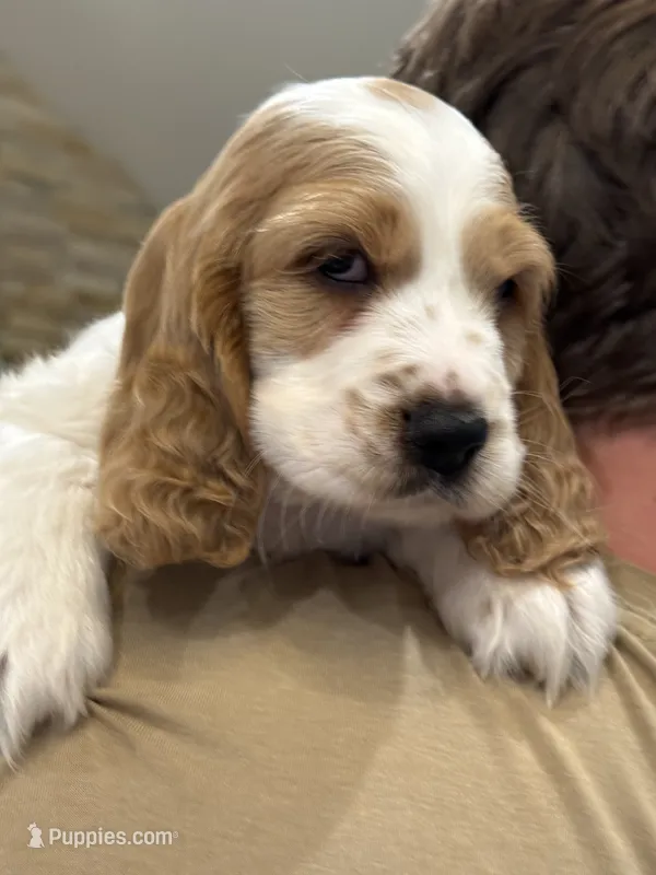 Theo  – English Cocker Spaniel puppy for sale in Westfield, MA