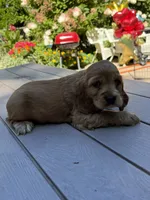 Bruno , a male English Cocker Spaniel for sale in Westfield, MA – 9 of 10