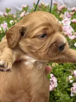 Lily , a female English Cocker Spaniel for sale in Westfield, MA – 5 of 5