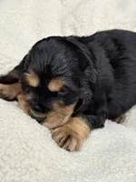 Joe, a male English Cocker Spaniel for sale in Westfield, MA – Photo 9 of 10