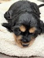 Joe, a male English Cocker Spaniel for sale in Westfield, MA – Photo 8 of 10