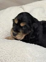 Joe, a male English Cocker Spaniel for sale in Westfield, MA – Photo 10 of 10