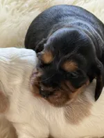 Joe, a male English Cocker Spaniel for sale in Westfield, MA – Photo 1 of 10