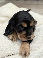Joe, a male English Cocker Spaniel for sale in Westfield, MA – Photo 7 of 10