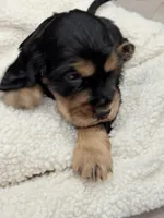 Joe, a male English Cocker Spaniel for sale in Westfield, MA – Photo 5 of 10