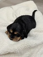 Joe, a male English Cocker Spaniel for sale in Westfield, MA – Photo 6 of 10