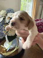 Theo , a male English Cocker Spaniel for sale in Westfield, MA – 5 of 6