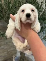 Daisy , a female English Cocker Spaniel for sale in Westfield, MA – 3 of 8