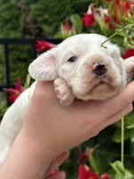 Daisy , a female English Cocker Spaniel for sale in Westfield, MA – 6 of 8