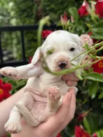 Daisy , a female English Cocker Spaniel for sale in Westfield, MA – 2 of 8
