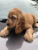 Bruno , a male English Cocker Spaniel for sale in Westfield, MA – 3 of 6