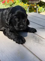 Coco , a female English Cocker Spaniel for sale in Westfield, MA – 3 of 7