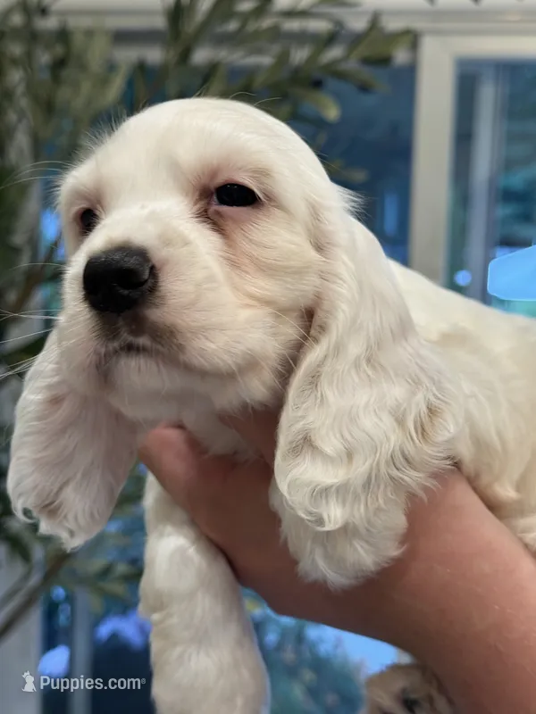 Daisy  – English Cocker Spaniel puppy for sale in Westfield, MA