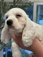 Daisy , a female English Cocker Spaniel for sale in Westfield, MA – 1 of 8